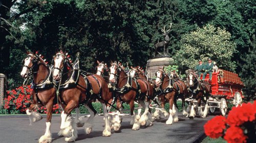Clydesdales st-louis-grants-farm592hs71910