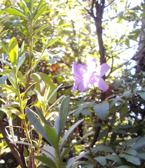 rhodo3