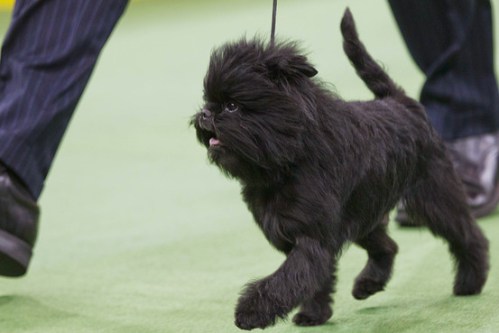 affenpinscher AP