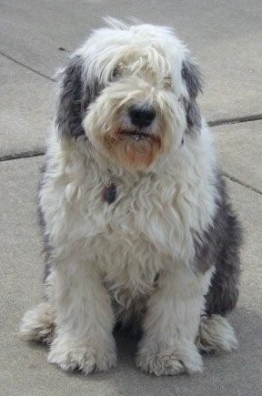 OldEnglishSheepdog9HalfYearsFullCoat1