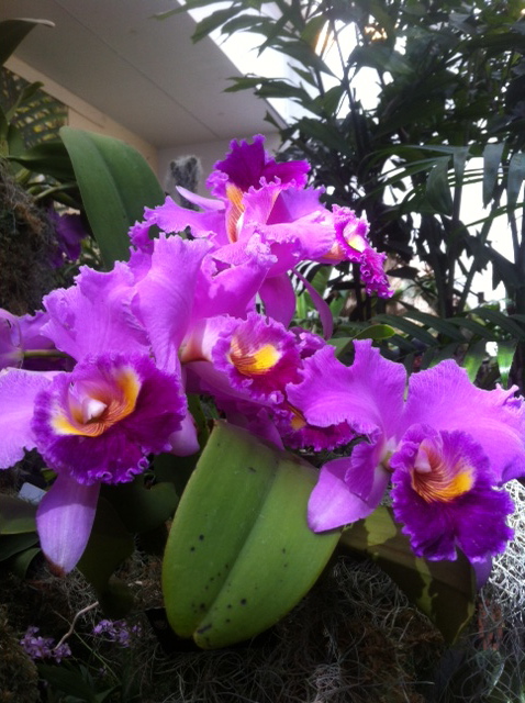 purple orchids