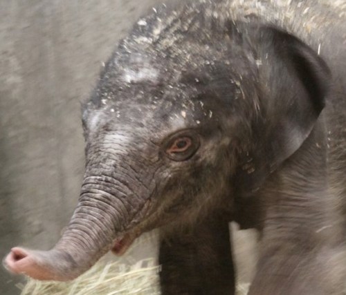 baby elephant 1
