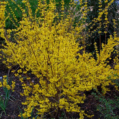 forsythia_sa_1_lg