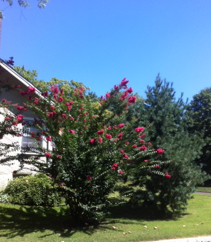 crepe myrtle
