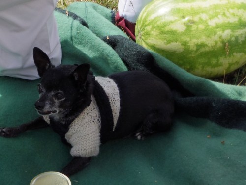 An elderly chihuahua in a sweater who sat on a pew during the service.