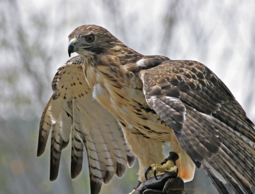 Someone else's photo of a red-tailed hawk