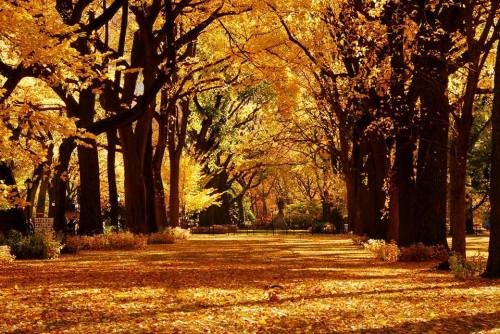 Photo of American Elm trees from the Central Park Website