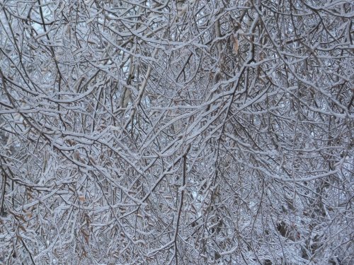icy maze of branches