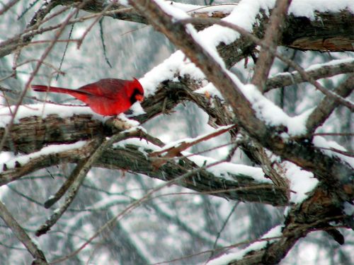 Riverfront Times photo