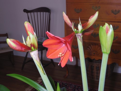 amaryllis