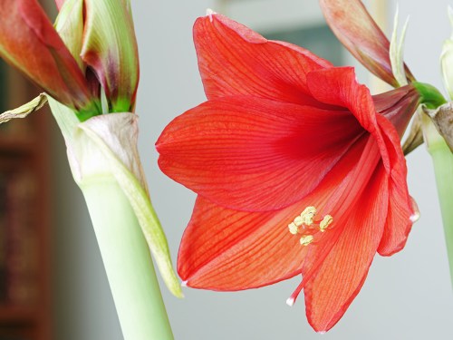 Amaryllis1_SP90