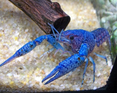 who knew lobsters came in this color?
