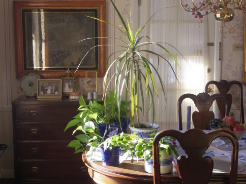 A sunny window at home