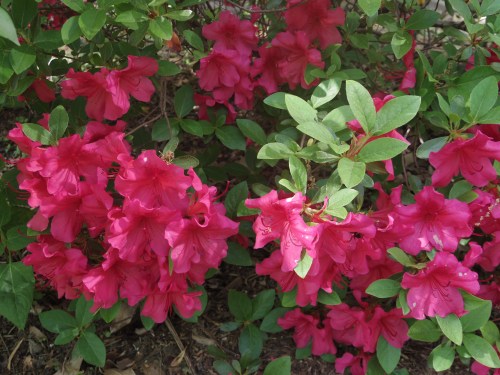 azaleas