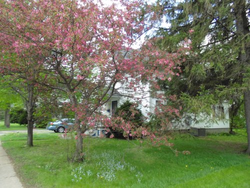 Note the visible line in the foreground where our neighbors perfect grass starts