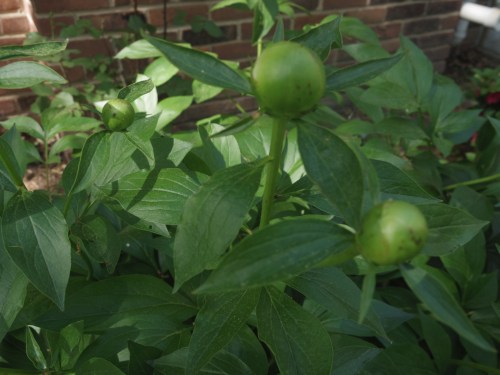 peony buds