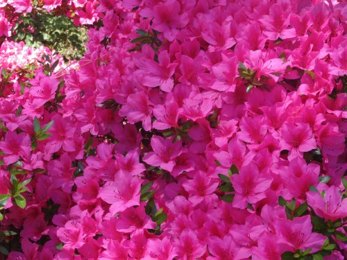 azaleas