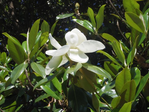 magnolia