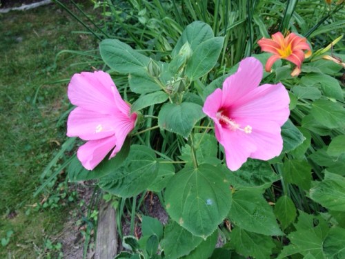 hibiscus blooms