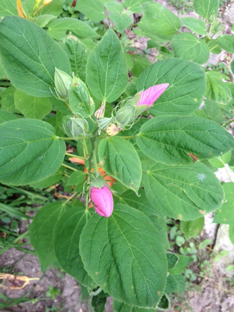 hibiscus buds