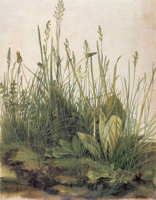 Albrecht_Dürer05