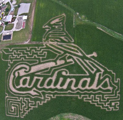 The corn maze at Eckert's in Millstadt, IL 
