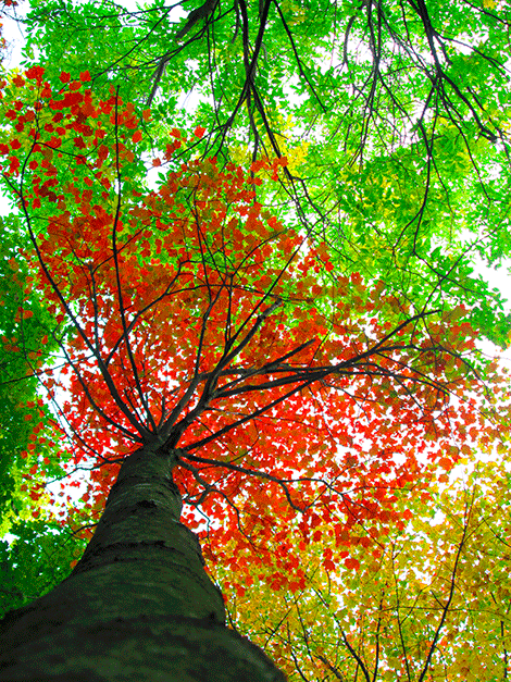 Photo by Robin Beaulieu, St. Regis Falls