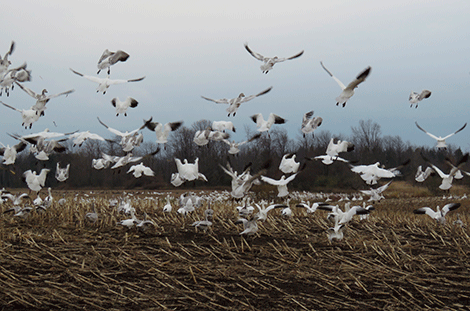Snow Geese. Photo from Northcountrynow.com