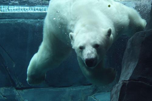 Kali_V_LaCapra_IMG_1892