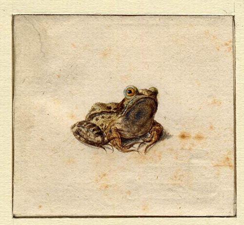 Hans Hoffmann, Frog