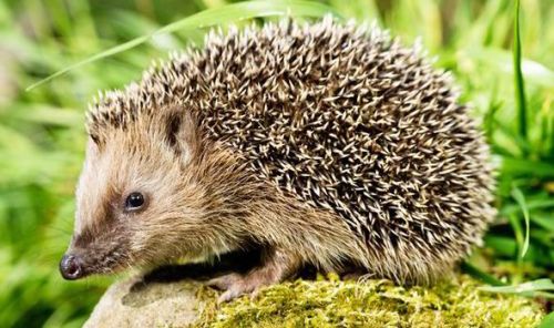 hedgehog-405726