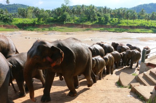 Elephants at Pinnawala Elephant Orphanage in Sri Lanka, on April 16, 2015. (Getty Image)