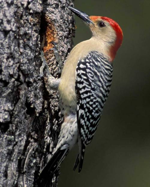 Red-bellied_Woodpecker_m17-28-145_l_1