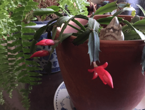 Screen shot 2015-11-19 at 11.20.10 AM