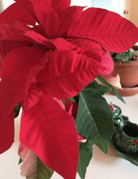 Screen shot 2015-12-09 at 11.24.26 AM