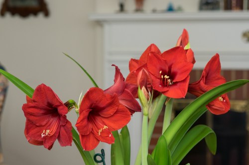 Amaryllis
