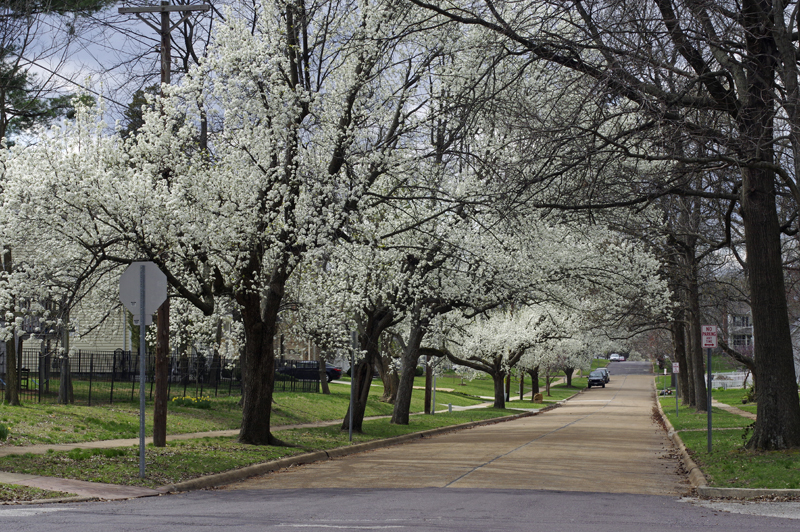 Kirkwood is Blooming