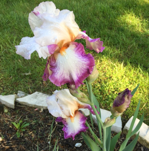 Screen Shot 2016-05-18 at 9.08.30 AM