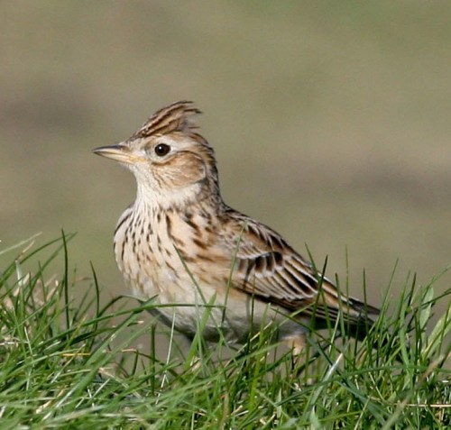 Skylark 08 (Shay Connolly)