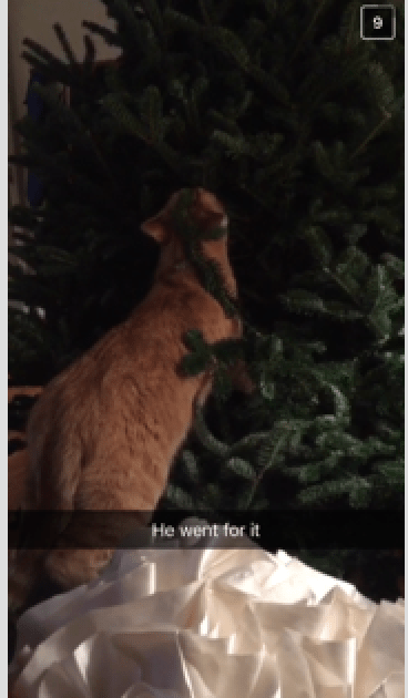 screen-shot-2016-12-04-at-12-58-17-pm