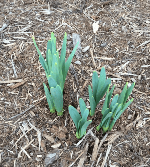 Screen Shot 2017-02-12 at 2.55.05 PM.png