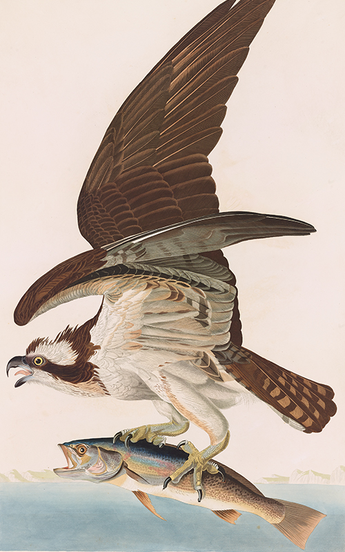 audubon03.jpg