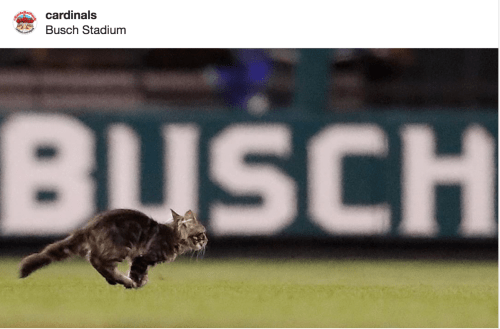 Screen Shot 2017-08-10 at 6.51.42 AM