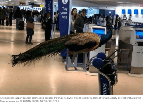 Screen Shot 2018-02-01 at 1.17.07 PM.png