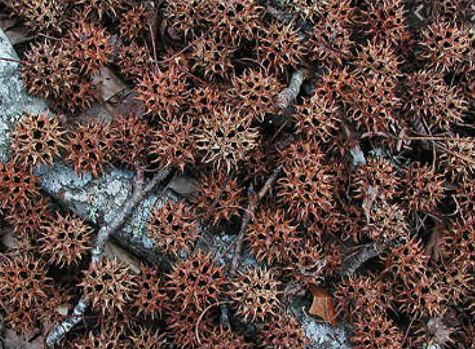 Screen Shot 2020-03-05 at 7.18.43 PM.png