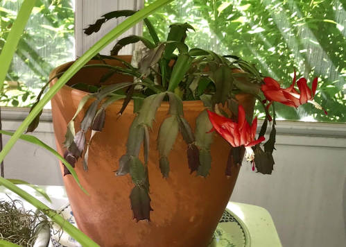 Screen Shot 2020-05-31 at 3.00.32 PM